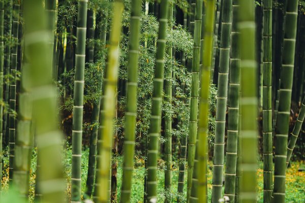 Comment explorer les forêts de bambous d'Arashiyama à Kyoto, Japon ?