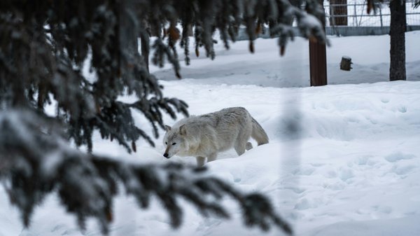 Quels sont les meilleurs spots pour observer les loups en Alaska, USA ?