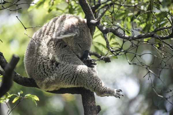Quels sont les meilleurs endroits pour observer les koalas en Australie ?