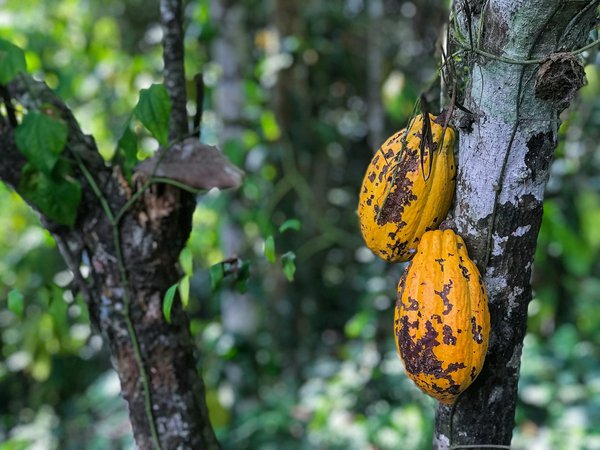 Comment organiser une visite des plantations de cacao en Équateur ?